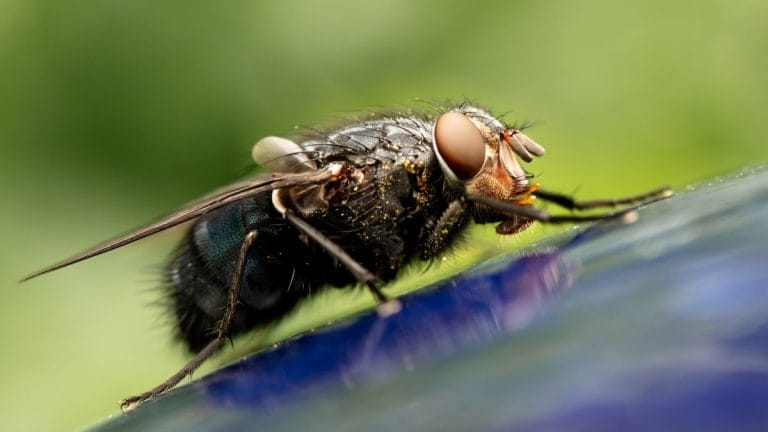 Flies are more useful than you think. They are vital to eliminating food waste in cities