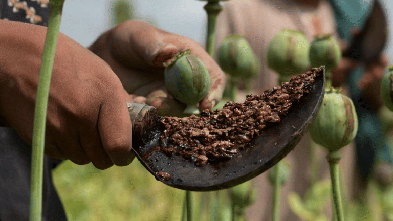 Opium production in Afghanistan crosses 6,000-ton mark for 5th year, says UN report