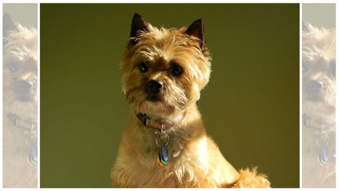 Owners can keep updating the pet’s photo regularly so that the ForPAWS app can better identify the dog as it ages | Representational image: Commons