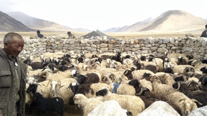 Representational image. | Ladakhi nomads at Chushul village along the LAC in eastern Ladakh. | Photo by special arrangement