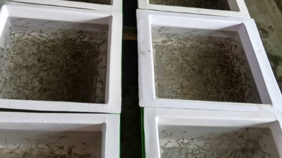 Rainbow trout hatchlings. | Photo: Diwash Gahatraj