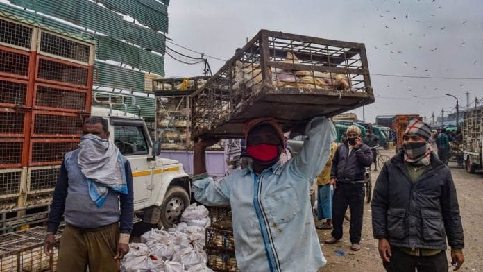 A worker carries chickens at Ghazipur murga mandi in New Delhi on 9 January 2021 | Representational image | PTI