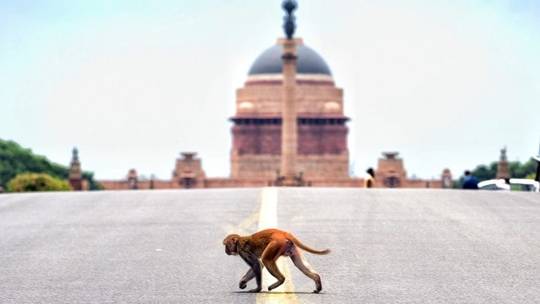 Delhi has given up fixing monkey problem. Courts, committees, tenders—nothing’s working