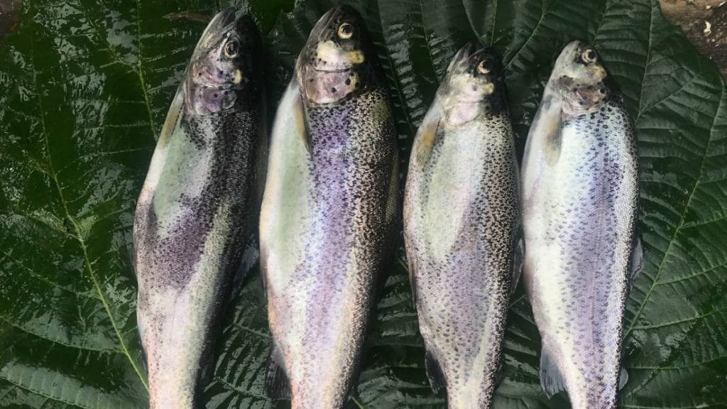 Rainbow trout | Photo: By special arrangement