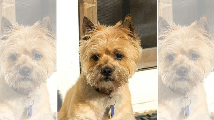 Representational image | RWAs urged to desist from putting up notices and signposts prohibiting the keeping or entry of pets on their respective premises | Photo: Ndecker, Commons