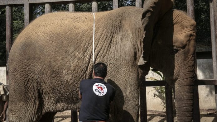 Four Paws volunteers tending to elephants at the Karachi Zoo and Safari Park. | Photo Credit: Twitter/@fourpawsint