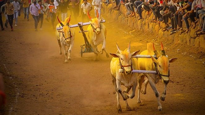 Representational image | Bullock cart race