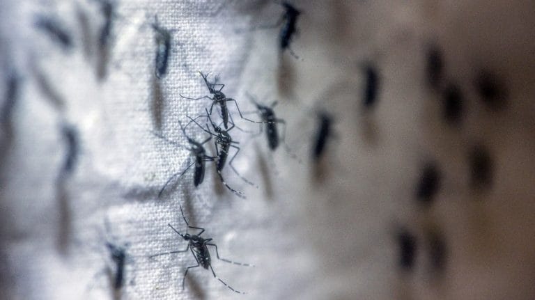 Pandemic disrupts global malaria fight, deaths rise for first time in 3 years, WHO says