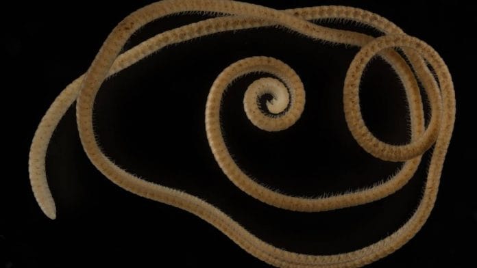 A female Eumillipes persephone with 330 segments and 1,306 legs | Credit: The first true millipede —1,306 legs long, Paul E. Marek, Bruno A. Buzatto, William A. Shear, Jackson C. Means, Dennis G. Black, Mark S. Harvey, Juanita Rodriguez, Scientific Reports | phys.org