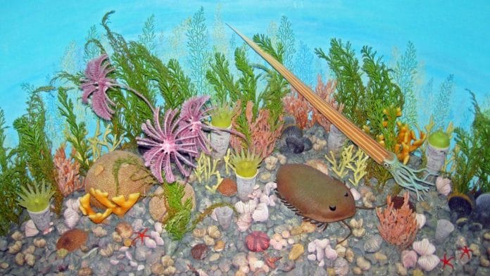Diorama of a seafloor during the Ordovician period | Commons