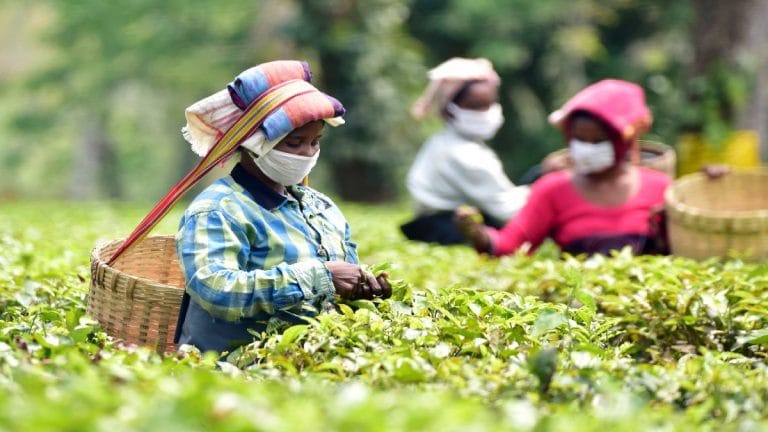 Govt order against blended ‘impostor’ can help reclaim glory of Indian tea, curb export dip