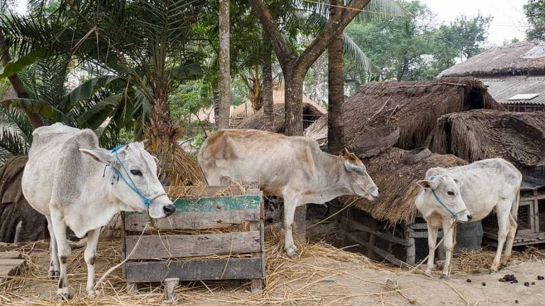 An FSSAI order warned against use of meat & bone meal in cattle feed. Why Delhi High Court quashed it