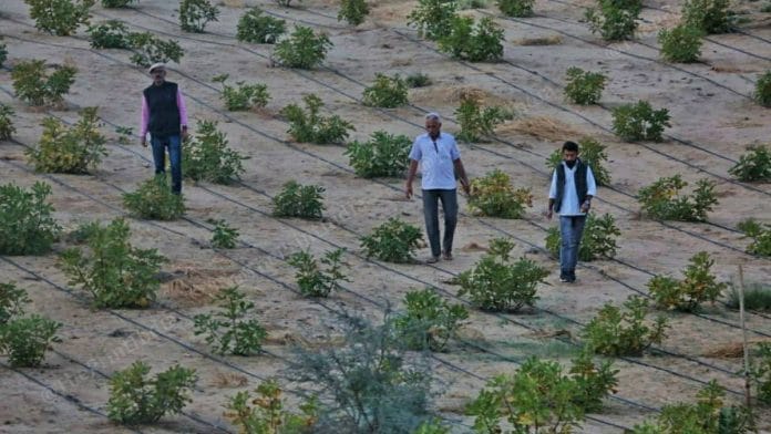Maga Ram (centre) at his fig farm at Gida Road village in Barmer district | Photo: Praveen Jain | ThePrint