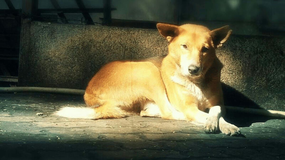 Humid Goa and a dog in the ATM — How ‘Siddhi’ inspired me to start ...