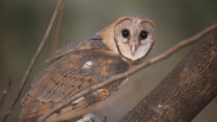 Representational image of a barn owl. | Photo: Wikimedia Commons