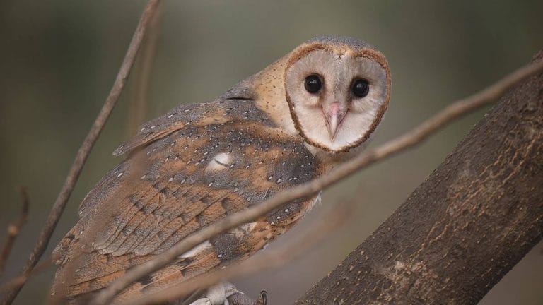 Assam farmers welcome ‘friend’ barn owls with artificial nests to keep rodents at bay