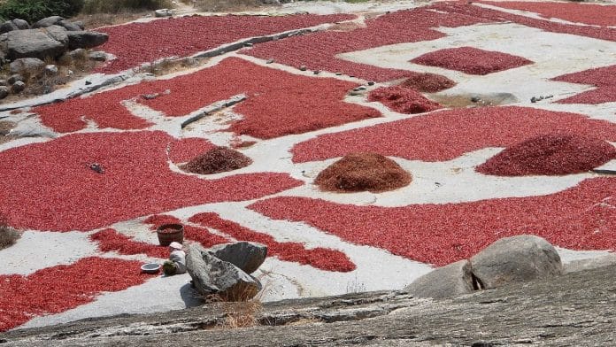 Dried chillies at Grandhasiri village in Guntur district | Wikimedia Commons