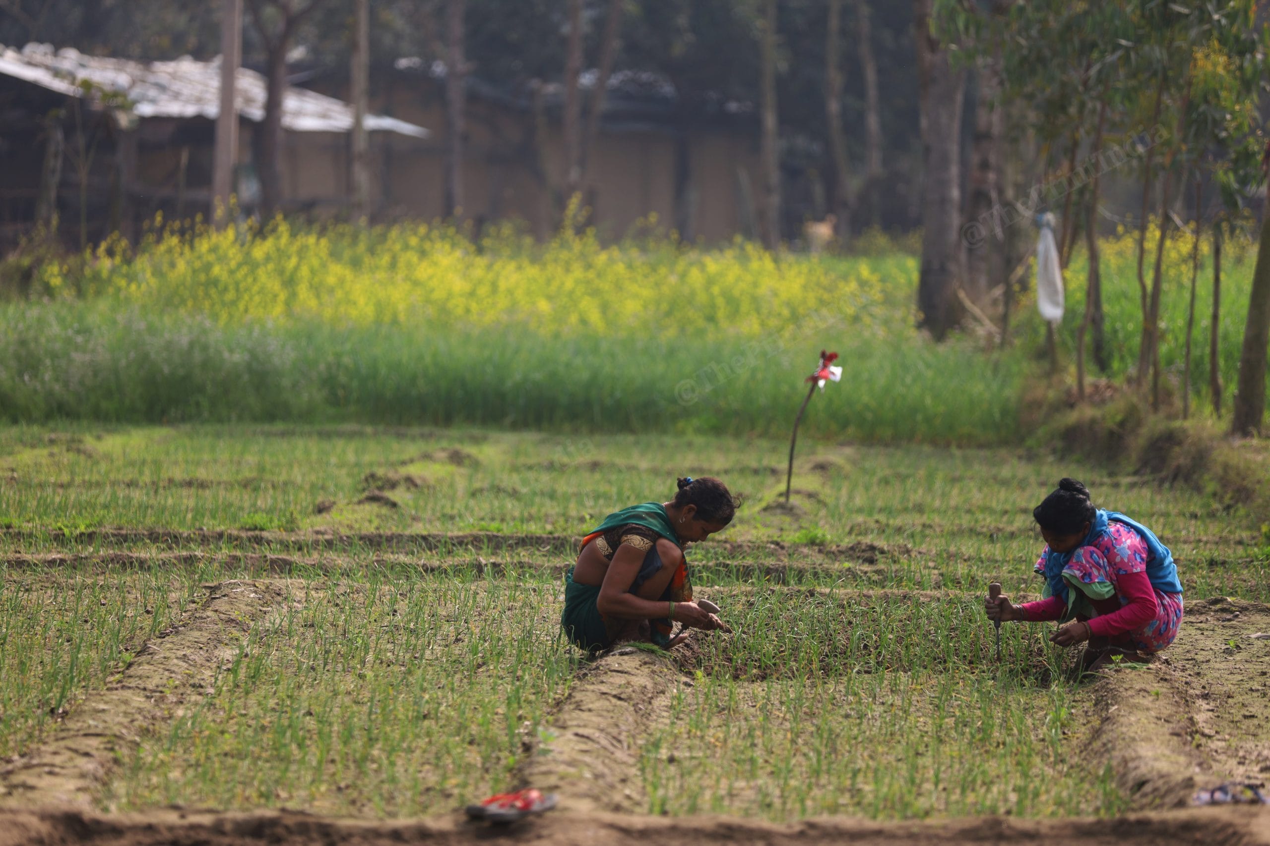 The Tharus mostly depend on local farming and forests for their survival. Most of the families have got lands that has rice plantation | Photo: Manisha Mondal | ThePrint