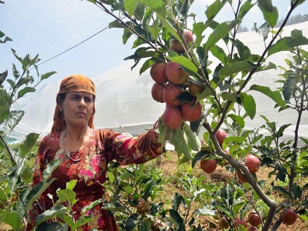 J-K: Apple growers expecting bumper harvest in Kashmir valley this year