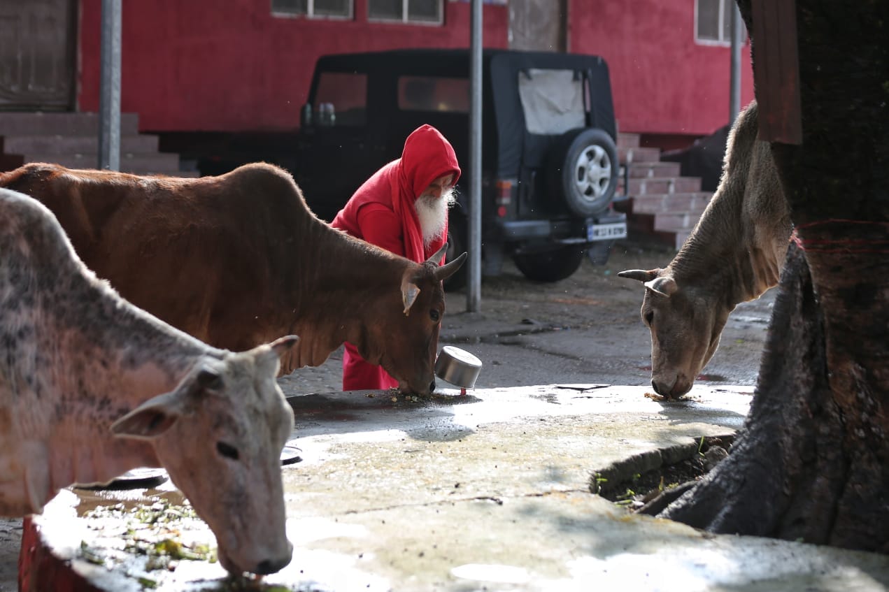 Baba Hathyogi, a local seer, feeding a cow at an ashram in Haridwar | Photo: Suraj Singh Bisht/ThePrint