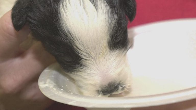 You’d think animal cruelty would invite harsh punishment. Nope, just Rs 50 — blame PCA Act