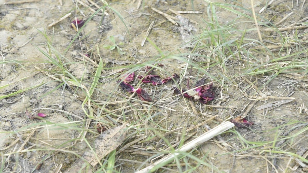 Dried flowers found in a eucalyptus garden near the spot where the body was found | Shikha Salaria | ThePrint