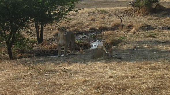 Lions in Gir forest national park | Commons