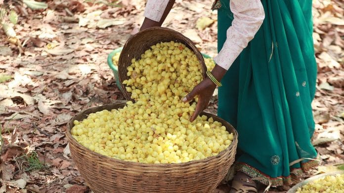 Mahua season at Mukki, Kanha. Madhya Pradesh | Wikimedia commons
