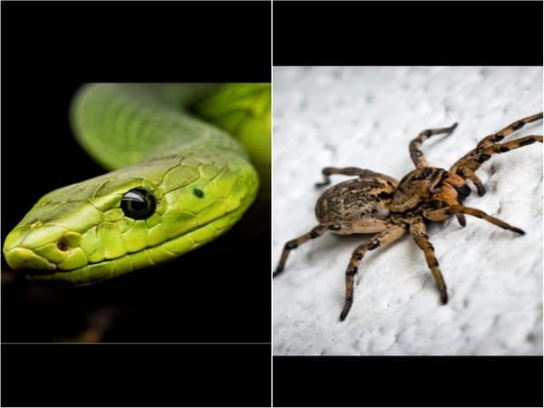 Scared of spiders and snakes? Being connected to nature can reduce it, suggests study