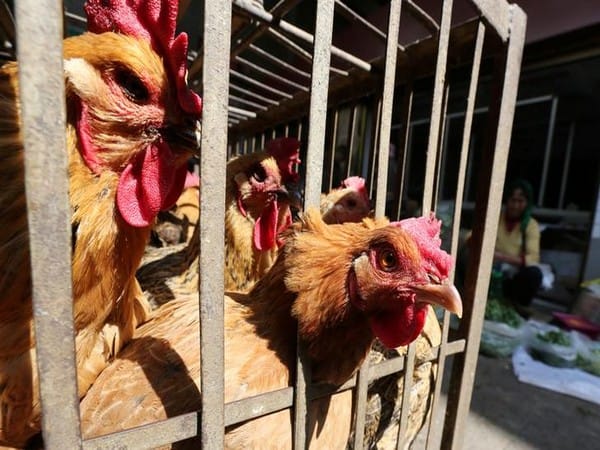 Maharashtra: After Thane, bird flu detected at poultry farm in Palghar
