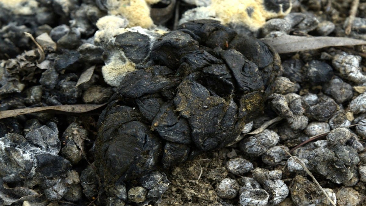 Dung cakes of various shapes found in a eucalyptus garden near the spot where the body was found | Shikha Salaria | ThePrint