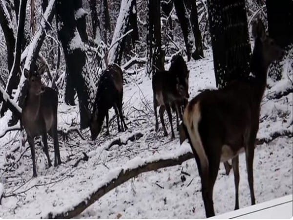J-K: Authorities at Dachigam National Park arrange food for endangered Kashmiri Stag following snowfall