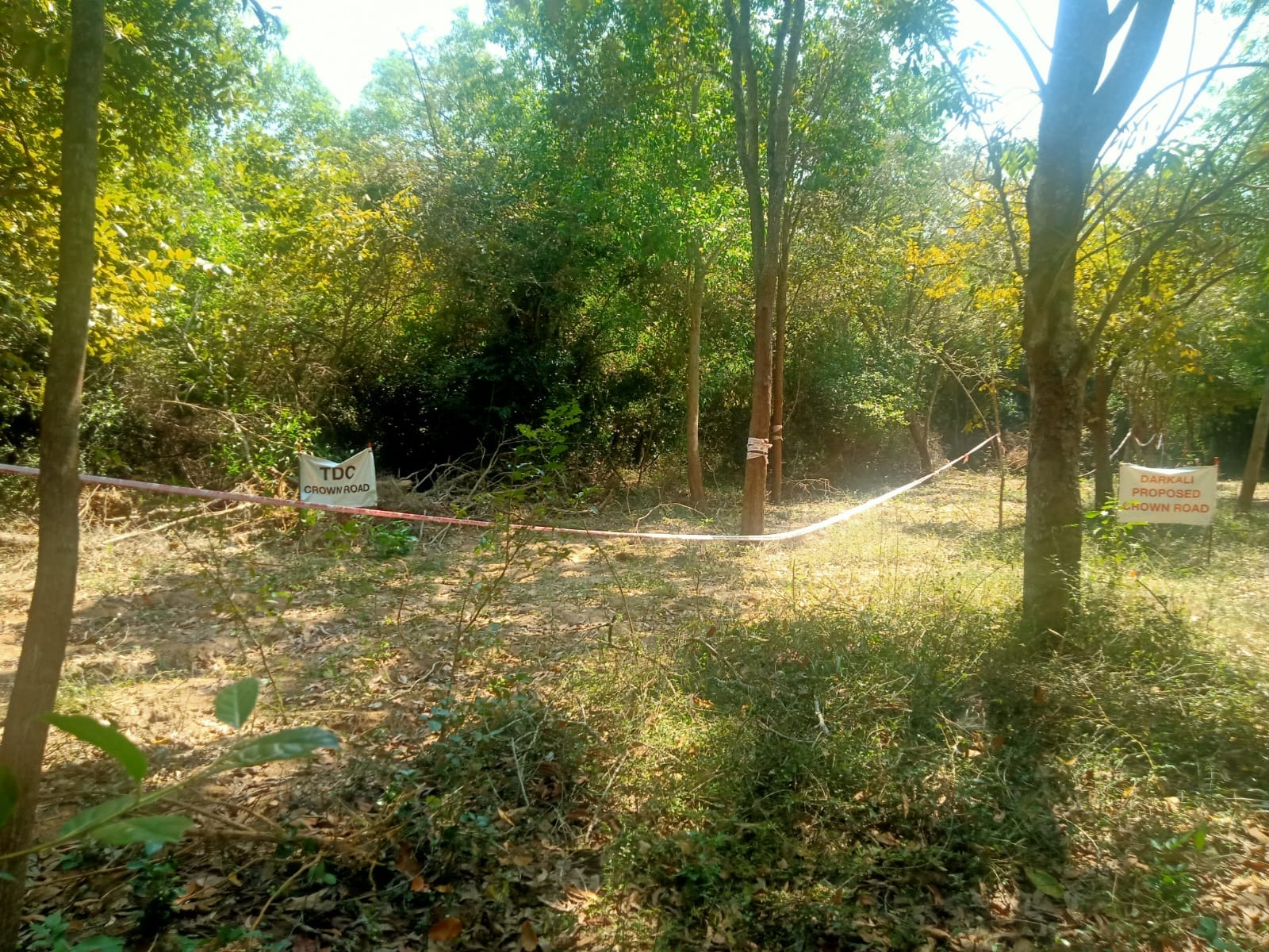 Markings made by the Auroville Foundation in Darkali forest of Auroville to make way for the 'Crown'. | Photo: Anusha Sood/ThePrint