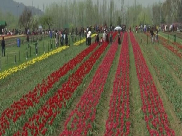 Srinagar: Asia's largest tulip garden welcomes thousands of visitors on first day