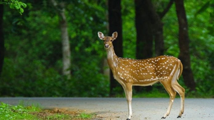 Representational image of a deer | Commons
