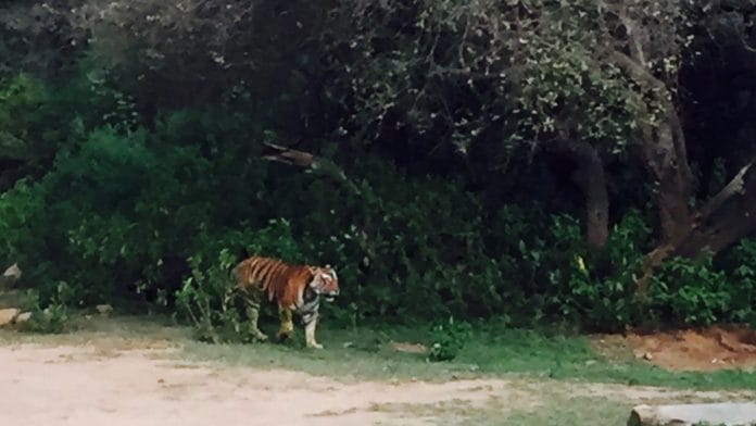 Tigress on prowl in Sariska Tiger Reserve| Representational image| Commons