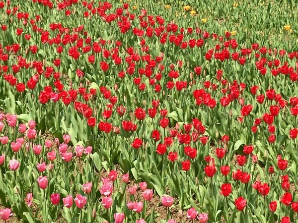 Tulip Garden in J-K's Srinagar set to welcome tourists   
