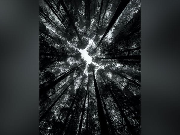 Study: In coming years forest loss might become major problem