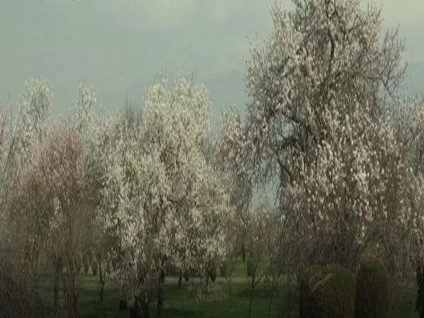 Almond blossoms attract tourists in Srinagar's Badam Vaer garden