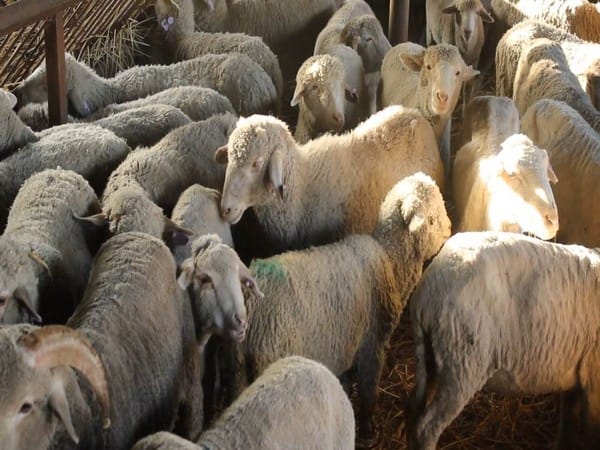 J-K: Department of Sheep Husbandry distributes free sheep units to unemployed youth in Anantnag