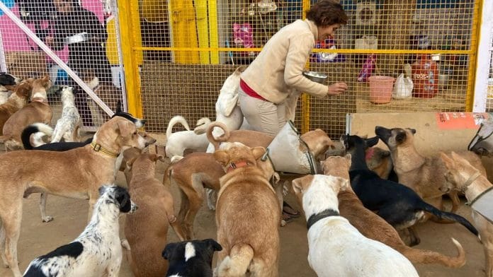 Resident dogs being fed at the medical boarding of Wagging Tales Foundation in Ghittorni, Delhi | Mansi Rautela