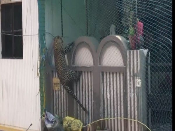 Leopard barges into house, Forest Department swings into action