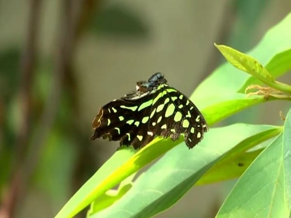 Pune professor creates butterfly garden on terrace to study pollination behaviour 