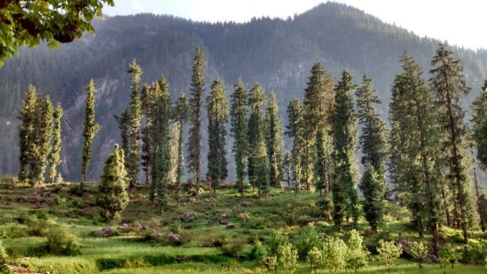 Representational image of trees in Himachal Pradesh | Commons