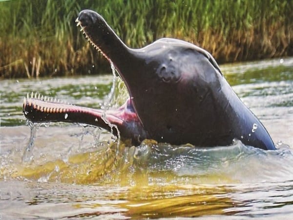 October 5 to be celebrated as 'National Dolphin Day': Environment Minister