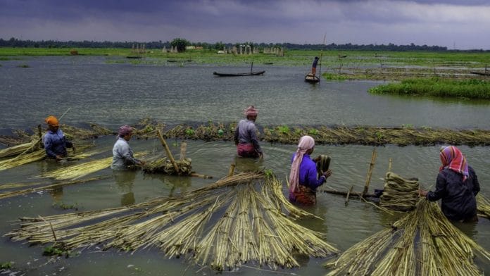 Representational image | Workers ret and strip the fibers from the stems of jute plants, 24 North Parganas, West Bengal | Arko Datto/Bloomberg