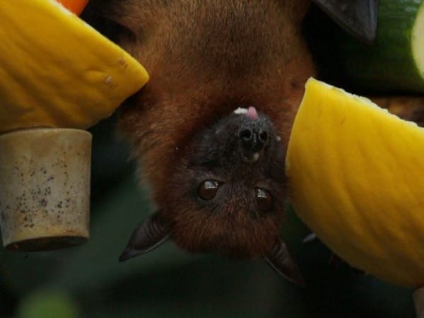 Research suggests bats host most virulent zoonotic viruses, though not most dangerous ones 