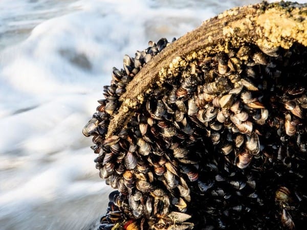 Freshwater mussels can inhibit bacterial diseases, finds study