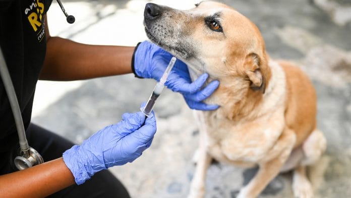 Australia Flags Fake Indian Rabies Doses; Indian Maker Denies Claims