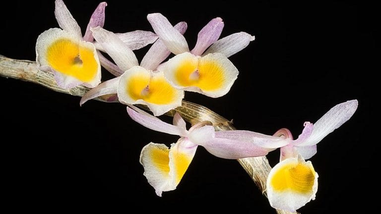 Why India’s beautiful flowers miss the plane of exports while Kenya & Ethiopia fly high